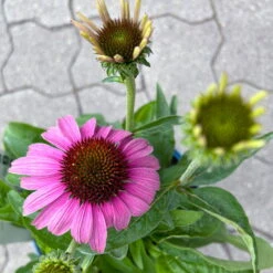 Echinacea Purpurea 'Magnus' Purpurrosa, Topf 3 Liter -Naturgrün Verkaufsgeschäft 0320104262 Echinacea purpurea Magnus 3Liter purpurrosa 8 126726