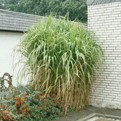 Bio Riesen-Chinaschilf, Topf 5 Liter -Naturgrün Verkaufsgeschäft 0320300145 Miscanthus sinensis Giganteus KB 5ltr Cont 34954