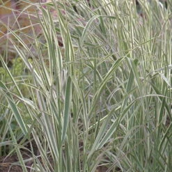 Bio Reitgras 'Overdam', Weiß-grün Gestreift, Topf 5 Liter -Naturgrün Verkaufsgeschäft 0320300601 Calamagrostis acutiflora Overdam KB 5ltr Cont 75703