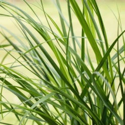 Bio Pampasgras 'Pumila', Topf 5 Liter 20 Bio Pampasgras 'Pumila', Topf 5 Liter -Naturgrün Verkaufsgeschäft 0320300620 Cortaderia selloana Pumila 1 81617