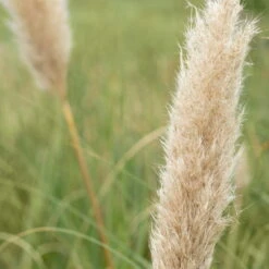 Bio Pampasgras 'Pumila', Topf 5 Liter 21 Bio Pampasgras 'Pumila', Topf 5 Liter -Naturgrün Verkaufsgeschäft 0320300620 Cortaderia selloana Pumila 2 81618