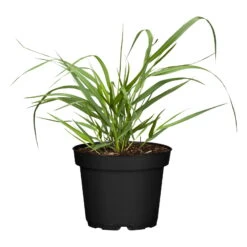 Bio Rutenhirse 'Squaw', Rosa, Topf 5 Liter -Naturgrün Verkaufsgeschäft 0320300723 Panicum virgatum Squaw1 78154