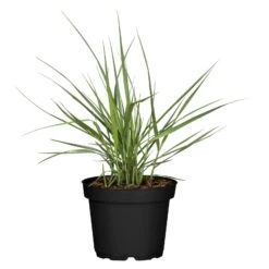 Bio Rutenhirse 'Prairie Sky', Topf 5 Liter -Naturgrün Verkaufsgeschäft 0320300824 Panicum virgatum Prairie Sky KB 5Ltr Cont 78149