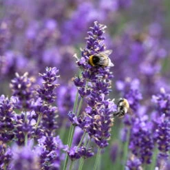 Lavendel 'Hidcote Blue', Dunkel-blauviolett, Topf-Ø 23 Cm