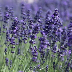 Lavendel 'Hidcote Blue', Dunkel-blauviolett, Topf-Ø 23 Cm -Naturgrün Verkaufsgeschäft 0320500484 Lavandula ang Hidcote Bluete 2 111618