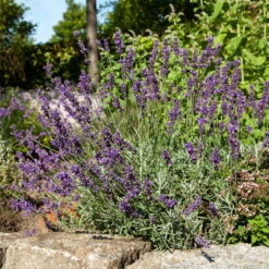 Lavendel 'Hidcote Blue', Dunkel-blauviolett, Topf-Ø 23 Cm -Naturgrün Verkaufsgeschäft 0320500484 Lavandula ang Hidcote Bluete 3 111620