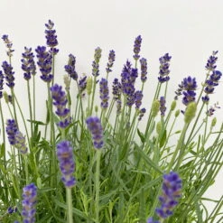 Lavendel 'Hidcote Blue', Dunkel-blauviolett, Topf-Ø 23 Cm -Naturgrün Verkaufsgeschäft 0320500702 Lavandula ang Hidcote Blue 4 112003