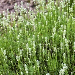 Lavendel 'Alba' Weiß, Topf-Ø 13 Cm, 3er-Set -Naturgrün Verkaufsgeschäft 0320500717 Lavandula angustifolia weiss NR 13cm Topf 3er Set WEB1 70216