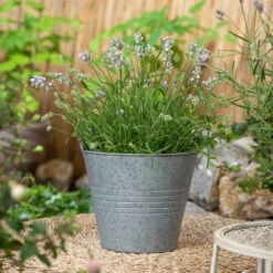 Lavendel, 6er-Set, Topf 12 / 13 Cm Ø -Naturgrün Verkaufsgeschäft 0320500730 Lavandula angustifolia 1 88402