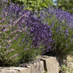 Lavendel, 6er-Set, Topf 12 / 13 Cm Ø -Naturgrün Verkaufsgeschäft 0320500730 Lavandula angustifolia 2 88403