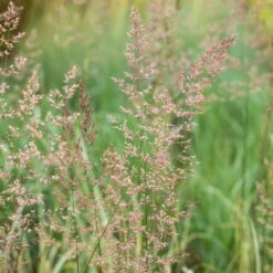 Bio Reitgras 'Overdam', Weiß-grün Gestreift, Topf 5 Liter -Naturgrün Verkaufsgeschäft 0321600002 Calamagrostis acut Overdam 2 125726