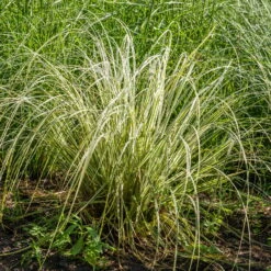 Bio Reitgras 'Overdam', Weiß-grün Gestreift, Topf 5 Liter -Naturgrün Verkaufsgeschäft 0321600002 Calamagrostis acut Overdam 3 125725