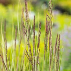 Bio Reitgras 'Overdam', Weiß-grün Gestreift, Topf 5 Liter -Naturgrün Verkaufsgeschäft 0321600002 Calamagrostis acut Overdam 4 125724