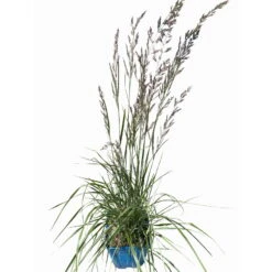 Bio Reitgras 'Overdam', Weiß-grün Gestreift, Topf 5 Liter -Naturgrün Verkaufsgeschäft 0321600002 Calamagrostis acut Overdam 4 114071