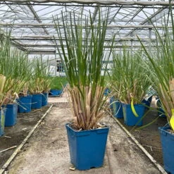 Bio Pampasgras 'Evita'®, Topf 5 Liter -Naturgrün Verkaufsgeschäft 0321600004 cordateria sellonan evita 3 123882
