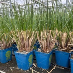 Bio Pampasgras 'Evita'®, Topf 5 Liter -Naturgrün Verkaufsgeschäft 0321600004 cordateria sellonan evita 4 123883