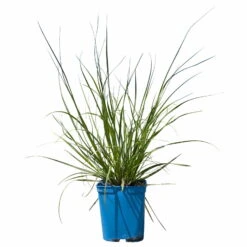 Bio Pampasgras 'Pumila', Topf 5 Liter 15 Bio Pampasgras 'Pumila', Topf 5 Liter -Naturgrün Verkaufsgeschäft 0321600005 Cortaderia selloana Pumila 1 114072