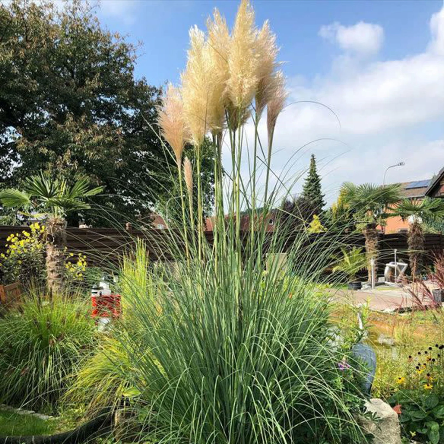 Bio Pampasgras 'Pumila', Topf 5 Liter 10 Bio Pampasgras 'Pumila', Topf 5 Liter – Bild 10