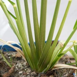 Bio Pampasgras 'Pumila', Topf 5 Liter 18 Bio Pampasgras 'Pumila', Topf 5 Liter -Naturgrün Verkaufsgeschäft 0321600005 Cortaderia selloana Pumila 5L 8 112493