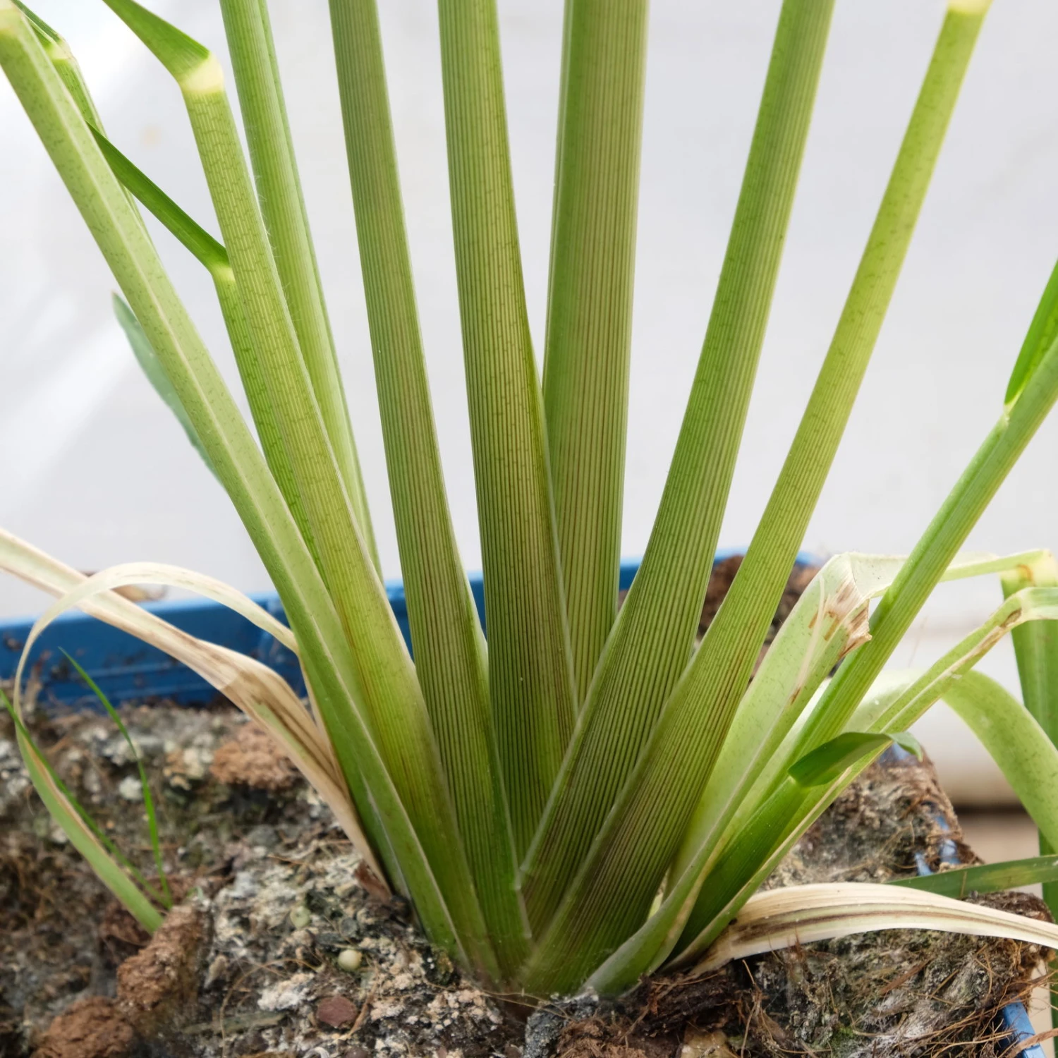 Bio Pampasgras 'Pumila', Topf 5 Liter 5 Bio Pampasgras 'Pumila', Topf 5 Liter – Bild 5