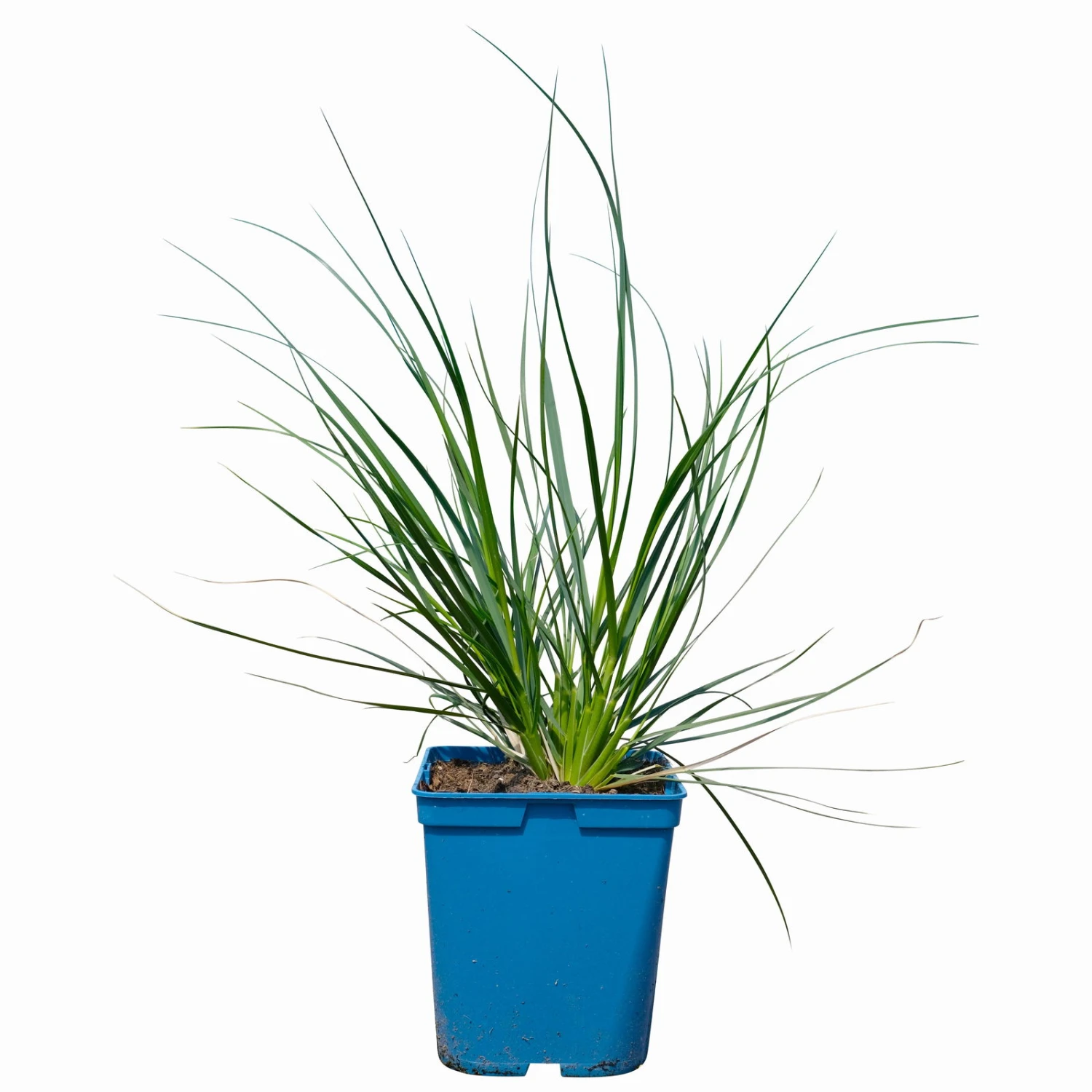 Bio Pampasgras 'Sunnigdale Silver' Silber-weiß, Topf 5 Liter 2 Bio Pampasgras 'Sunnigdale Silver' Silber-weiß, Topf 5 Liter – Bild 2