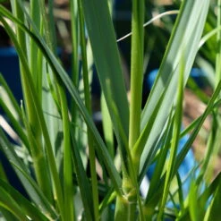 Bio Pampasgras 'Sunnigdale Silver' Silber-weiß, Topf 5 Liter 10 Bio Pampasgras 'Sunnigdale Silver' Silber-weiß, Topf 5 Liter -Naturgrün Verkaufsgeschäft 0321600007 Cortaderia selloana Sunningdale Silver 5 112496