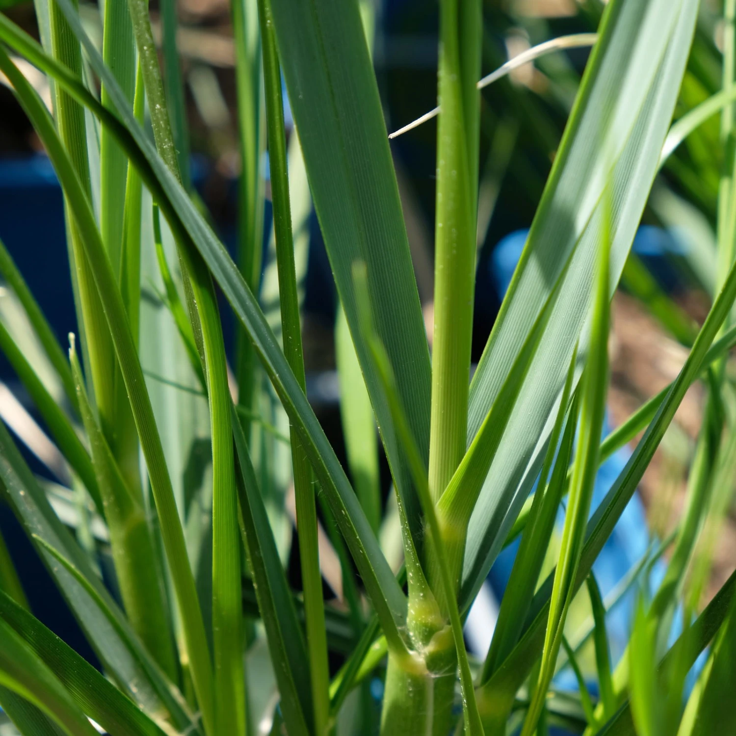 Bio Pampasgras 'Sunnigdale Silver' Silber-weiß, Topf 5 Liter 4 Bio Pampasgras 'Sunnigdale Silver' Silber-weiß, Topf 5 Liter – Bild 4