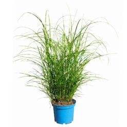 Bio Zebragras 'Little Zebra', Topf 3 Liter 11 Bio Zebragras 'Little Zebra', Topf 3 Liter -Naturgrün Verkaufsgeschäft 0321600013 Miscanthus sin Little Zebra 4 113927