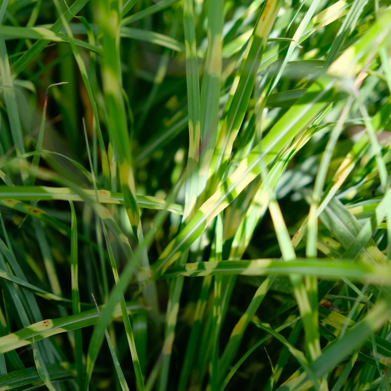 Bio Zebragras 'Little Zebra', Topf 3 Liter 2 Bio Zebragras 'Little Zebra', Topf 3 Liter – Bild 2