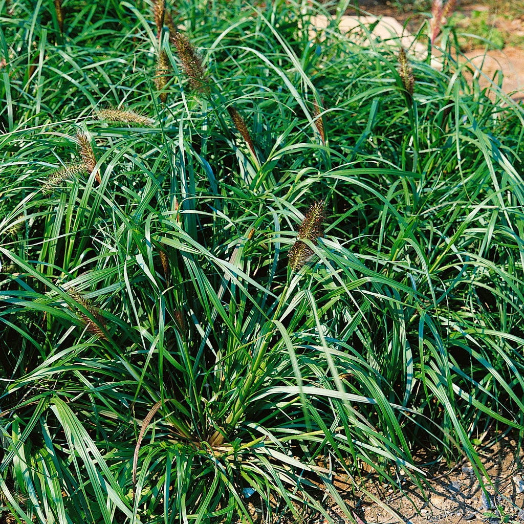 Bio Lampenputzergras 'National Arboretum' Braun, Höhe 60-80 Cm, 5 Liter Topf 1 Bio Lampenputzergras 'National Arboretum' Braun, Höhe 60-80 Cm, 5 Liter Topf