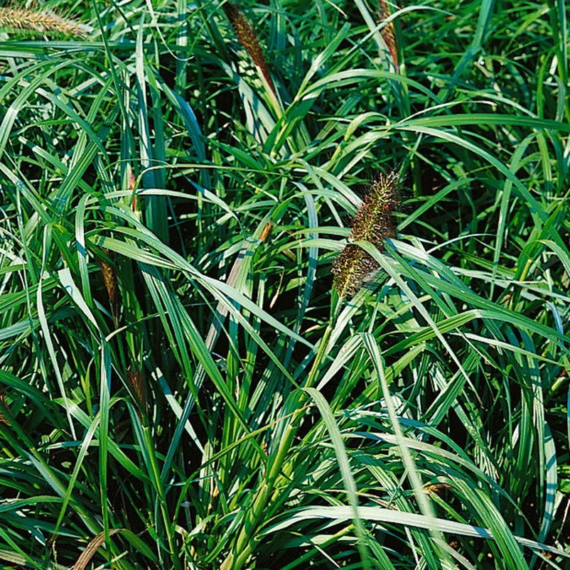 Bio Lampenputzergras 'National Arboretum' Braun, Höhe 60-80 Cm, 5 Liter Topf 3 Bio Lampenputzergras 'National Arboretum' Braun, Höhe 60-80 Cm, 5 Liter Topf – Bild 3