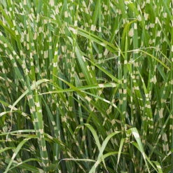 Bio Miscanthus Sinensis 'Strictus' Braun, Höhe 160-180 Cm, 5 Liter Topf -Naturgrün Verkaufsgeschäft 0321600024 Miscanthus sinensis Strictus 120420
