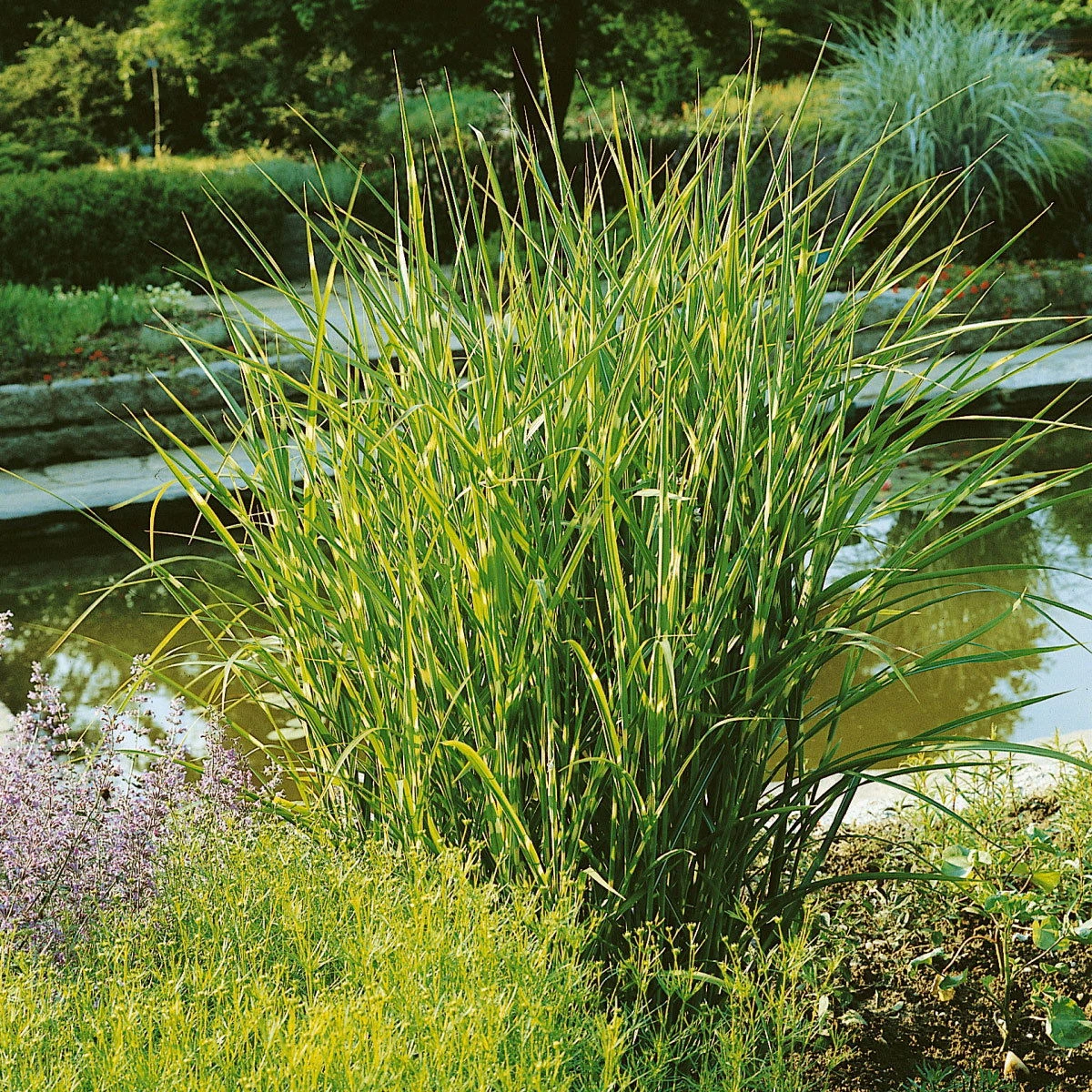 Bio Miscanthus Sinensis 'Strictus' Braun, Höhe 160-180 Cm, 5 Liter Topf – Bild 3