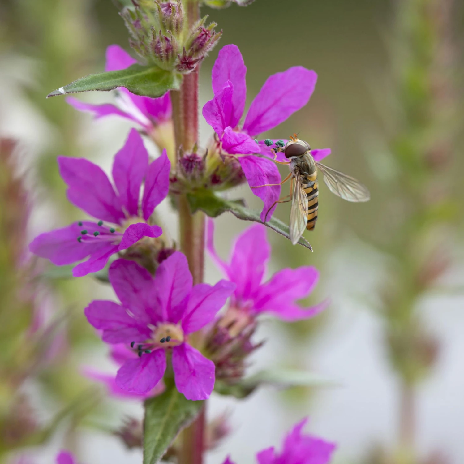 Bio Blut-Weiderich Violett, Topf-Ø 11 Cm, 3er-Set 3 Bio Blut-Weiderich Violett, Topf-Ø 11 Cm, 3er-Set – Bild 3