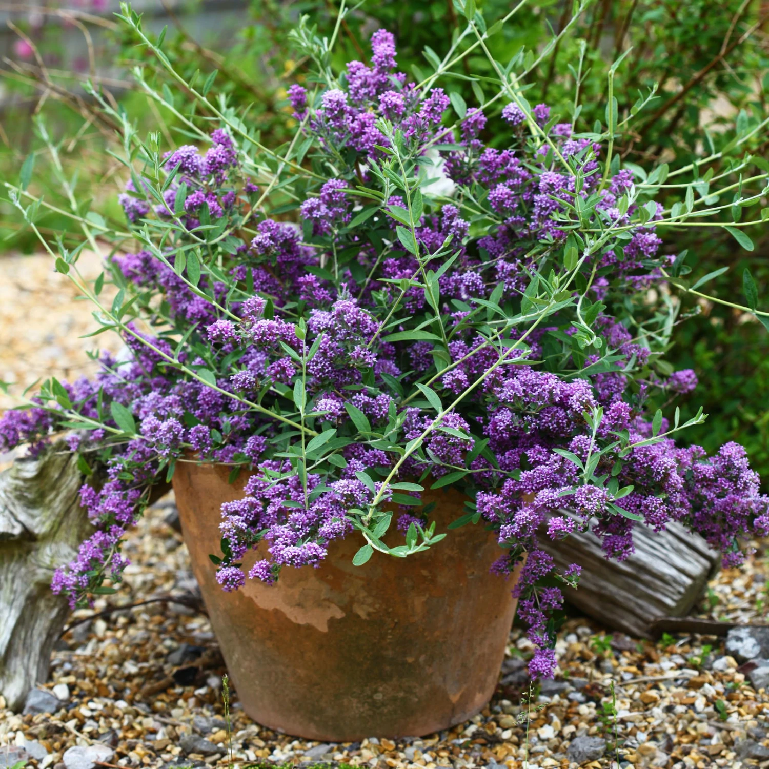 Kompakter Hängeflieder 'Unique' ('PMooRE12')(s), 3er-Set, Violettblau, Topf 3 L 1 Kompakter Hängeflieder 'Unique' ('PMooRE12')(s), 3er-Set, Violettblau, Topf 3 L