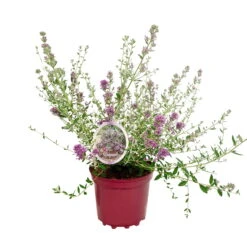 Kompakter Hängeflieder 'Unique' ('PMooRE12')(s), 3er-Set, Violettblau, Topf 3 L 5 Kompakter Hängeflieder 'Unique' ('PMooRE12')(s), 3er-Set, Violettblau, Topf 3 L -Naturgrün Verkaufsgeschäft 0410220227 Buddleja alt Unique 3er Set 2 106208