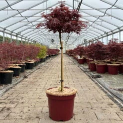 Japanischer Zwergahorn 'Shaina', Stammhöhe Ca. 40 Cm, Topf 10 Liter -Naturgrün Verkaufsgeschäft 0410300565 acer stamm shaina 1 123979