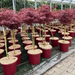Japanischer Zwergahorn 'Shaina', Stammhöhe Ca. 40 Cm, Topf 10 Liter -Naturgrün Verkaufsgeschäft 0410300565 acer stamm shaina 3 123978