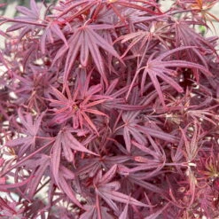 Japanischer Zwergahorn 'Shaina', Stammhöhe Ca. 40 Cm, Topf 10 Liter -Naturgrün Verkaufsgeschäft 0410300565 acer stamm shaina 8 123981