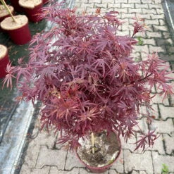 Japanischer Zwergahorn 'Shaina', Stammhöhe Ca. 40 Cm, Topf 10 Liter -Naturgrün Verkaufsgeschäft 0410300565 acer stamm shaina 9 123982
