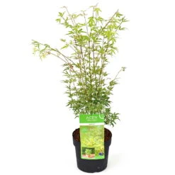 Japanischer Fächerahorn 'Butterfly', Höhe 40 - 60 Cm, Topf-Ø 19 Cm -Naturgrün Verkaufsgeschäft 0410301072 Acer palm Butterfly Son und Koot 2 84627