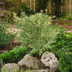 Japanischer Fächerahorn 'Butterfly', Höhe 40 - 60 Cm, Topf-Ø 19 Cm -Naturgrün Verkaufsgeschäft 0410301072 Acer palm Butterfly Son und Koot 3 84626