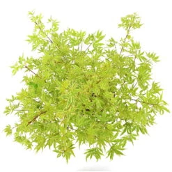 Japanischer Fächerahorn 'Butterfly', Höhe 40 - 60 Cm, Topf-Ø 19 Cm -Naturgrün Verkaufsgeschäft 0410301072 Acer palm Butterfly Son und Koot 4 84629