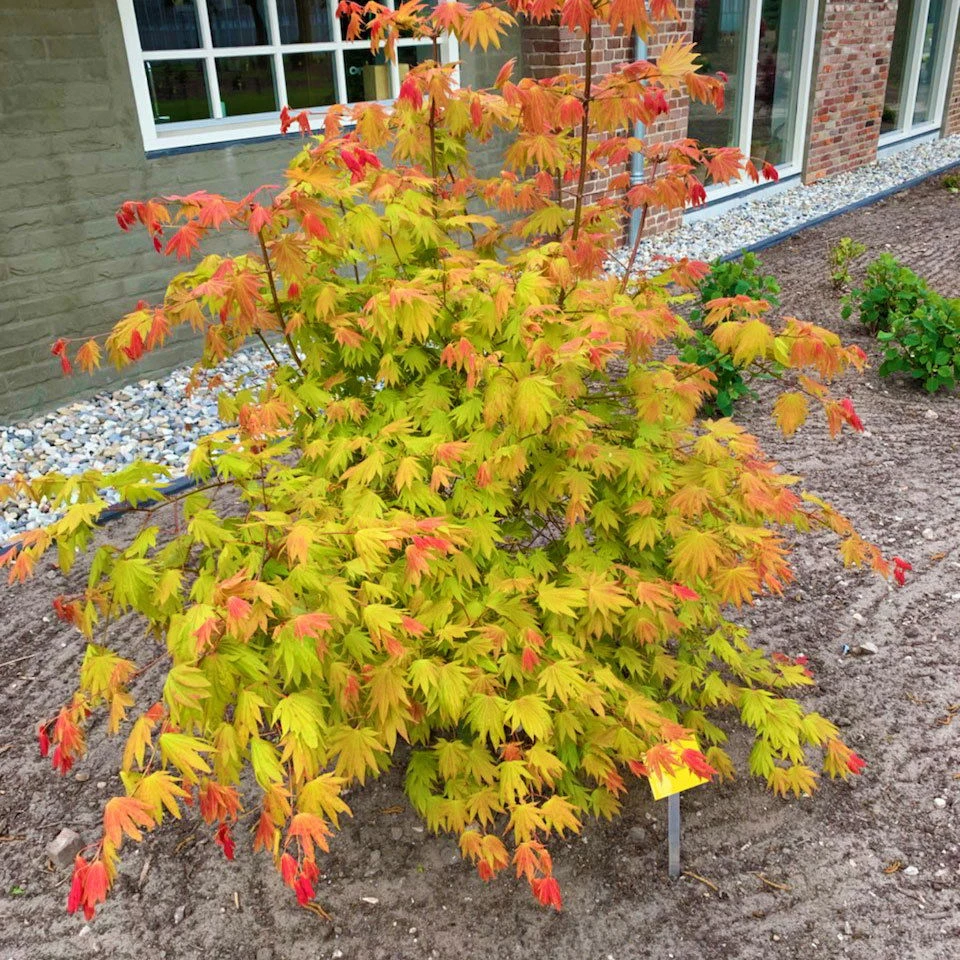 Japanischer Ahorn 'Moonrise'®PBR, Höhe 40 - 60 Cm, Topf-Ø 19 Cm 3 Japanischer Ahorn 'Moonrise'®PBR, Höhe 40 - 60 Cm, Topf-Ø 19 Cm – Bild 3