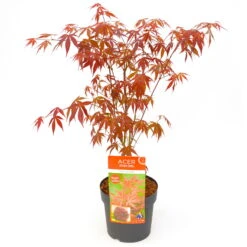 Japanischer Fächerahorn 'Atropurpureum', Höhe 40 - 60 Cm, Topf-Ø 19 Cm