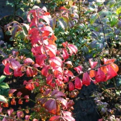 Kompaktes Pfaffenhütchen 'Compactus', 4er-Set, Topf 4 Liter -Naturgrün Verkaufsgeschäft 0410360297 Euonymus alatus Compactus 4er Set 2 109239
