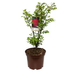 Kompaktes Pfaffenhütchen 'Compactus', 4er-Set, Topf 4 Liter -Naturgrün Verkaufsgeschäft 0410360297 Euonymus alatus Compactus 4er Set 5 109258
