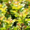 Ilex Meserveae 'Little Rascal'®, 20er-Set, Höhe 12-15 Cm, Topf 1,5 L