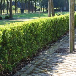 Stechpalme 'Impala®' Kugel, 3er-Set, Höhe 20-25 Cm, Topf 5 Liter -Naturgrün Verkaufsgeschäft 0410450790 Ilex max Impala 1 104010