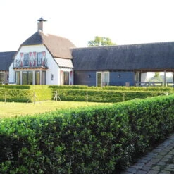 Stechpalme 'Impala®', 10er-Set, Höhe 30-40 Cm, Topf 2 Liter -Naturgrün Verkaufsgeschäft 0410450790 Ilex max Impala 2 104011 1